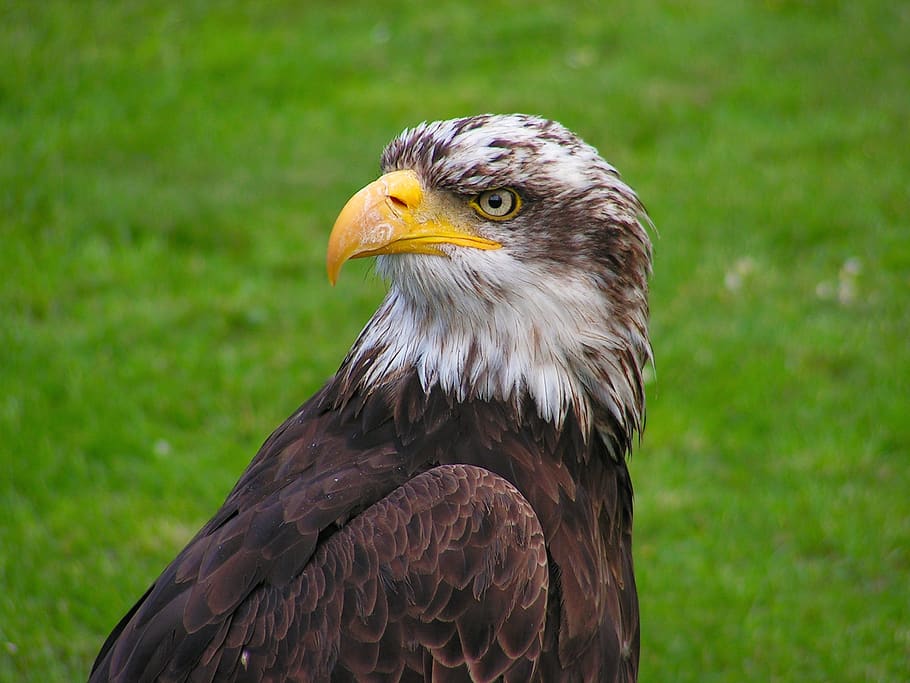 Marrone, bianca, aquila, animale, macro, uccello rapace, uccello, temi animali, vertebrato, un animale, concentrarsi sulle conoscenze acquisite, animali allo stato selvatico, fauna selvatica, aquila - uccello, nessuno, avvicinamento, becco, aquila calva, giorno, parte del corpo animale, guardando lontano, natura, analizzare, cercare, guardare, testa di animale, occhio animale, falco - uccello, 1080P
