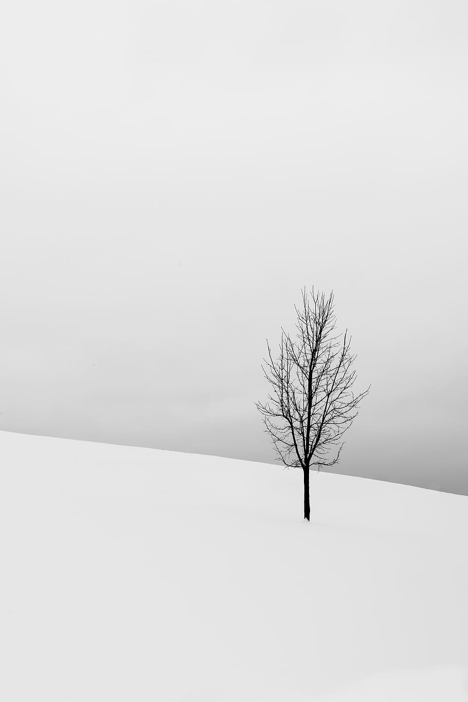 nua, arbre, middlefield, cobert, neu, fons, arbre nu, fred, paisatge, naturalesa, fons de pantalla de la natura, fons de pantalla, hivern, temperatura de fred, planta, medi ambient, escenics - natura, bellesa a la natura, escena tranquil·la, branca, solitud, camp, tranquil·litat, aïllat, cap gent, cel, terra, a l'aire lliure, nevar, vent de neu, 5K