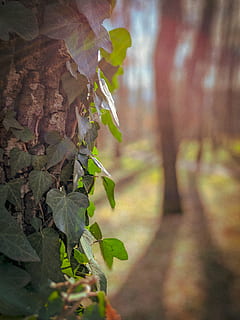 plantă, copac, frunze, trunchi de copac, iederă, balustradă, vene, ușoară, lumina soarelui, vita de vie, semnal luminos, planta in ghiveci, borcan, vază, ierburi, plantator, ceramică, alge, mașină, parte a plantelor, creştere, natură, zi, Culoarea verde, a închide, frumusețe în natură, nici o persoana, în aer liber, să se concentreze asupra primelor elemente, selectiv, verde, liniște, peisaj, trompă, luminos, 4K, CC0, domeniu public, fără drepturi de autor