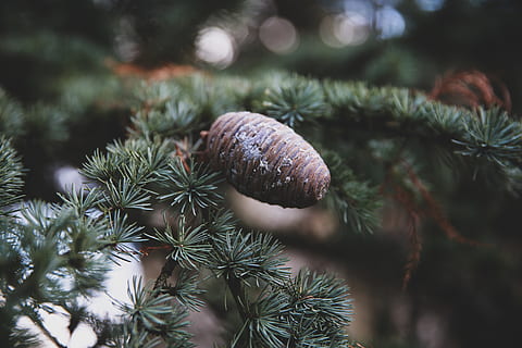 arbre amb fulles verdes, arbre, planta, conífera, abies, avet, pi, làrix, picea, ornament, fum, con, marró, bolets, fong, agaric, del peu, molsa, gota, concret, furgoneta, creixement, primer pla, cap gent, naturalesa, color verd, dia, bellesa a la natura, enfocament selectiu, full, centrar-se en primer pla, branca, a l'aire lliure, part de la planta, frescor, pinya de pi, arbre de coníferes, terra, agulla - part de la planta, 5K, CC0, domini públic, lliure de regalies