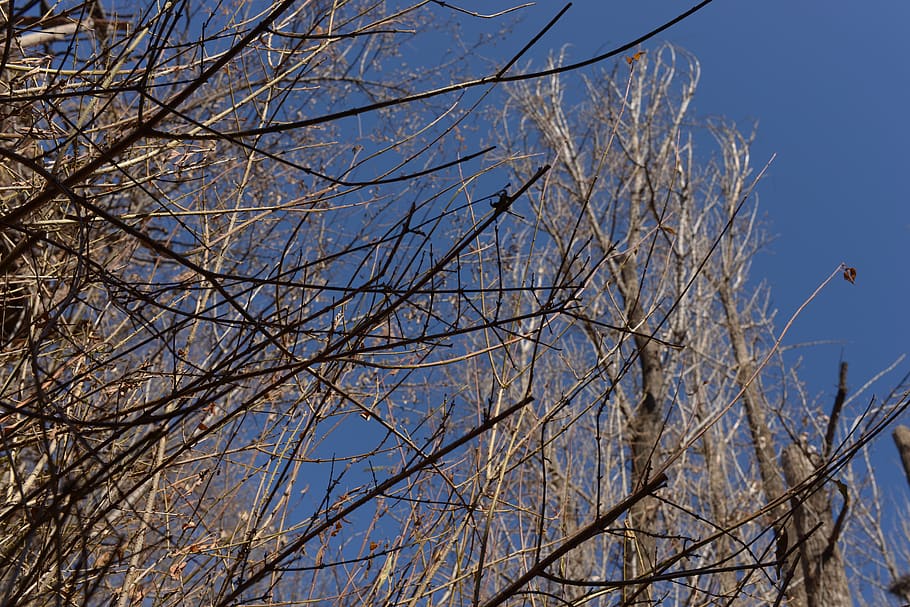 arbre, planta, tronc de l'arbre, salze, bedoll, abies, avet, animal, ocell, herba, pal d’utilitat, picot, flicker bird, Corb, gavina, holandès, cable, ànec, accipiter, aus aquàtiques, arbre nu, branca, cel, vista d’angle baix, cap gent, naturalesa, blau, cel clar, dia, tranquil·litat, a l'aire lliure, bellesa a la natura, escenics - natura, animals a la natura, planta morta, llum solar, nua, 5K