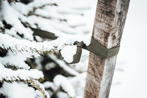 hvid sne, træ, plante, udendørs, natur, sne, is, træstamme, vinter, frost, hvid, abies, gran, oliven, kold, aktiepost, grøn, strop, fugl, jay, dyr, kold temperatur, træ - materiale, dag, fokus på forgrunden, ingen mennesker, tæt på, jord, Frosset, selektiv fokusering, bagagerum, beskyttelse, hvid farve, træ post, 2K, CC0, offentligt domæne, royaltyfrie