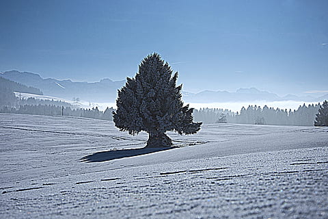 strom, zimní, sníh, hora, mráz, Studený, studená teplota, životní prostředí, krajina, scenics - příroda, Příroda, rostlina, jehličnatého stromu, přistát, pinaceae, krása v přírodě, borovice, zamrzlý, nikdo, nebe, klidné scény, venku, led, borové lesy, vždy zelený strom, zasněžené hory, 5K, CC0, veřejná doména, bez autorských práv