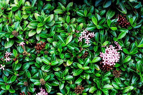 green plants, nature, background, backgrounds, hD Wallpaper, plant, plants, growth, plant part, leaf, flowering plant, beauty in nature, freshness, green color, flower, fragility, vulnerability, high angle view, day, no people, close-up, outdoors, petal, inflorescence, directly above, flower head, bunch of flowers, 4K