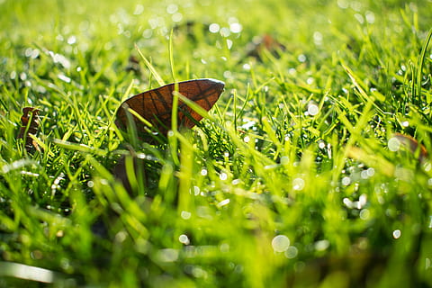 Bèlgica, oudenaarde, eine, planta, herba, color verd, enfocament selectiu, naturalesa, bellesa a la natura, invertebrat, creixement, primer pla, temes d'animals, dia, cap gent, part de la planta, camp, full, animal, fauna animal, insecte, un animal, ala dels animals, a l'aire lliure, papallona - insecte, nivell superficial, rosada, fulla d'herba, 5K, CC0, domini públic, lliure de regalies