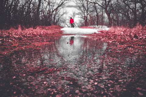 Wald, erstarrte, Pfütze, Reflexion, Eis, Schnee, Pflanzen, Blätter, Winter, Bokeh, Baum, Wasser, Natur, Pflanze, rot, Regen, eine Person, selektiver Fokus, echte Menschen, Tag, nass, Schönheit in der Natur, Herbst, kalte Temperatur, draußen, Oberflächenniveau, Veränderung, Regenzeit, 5K, CC0, gemeinfrei, lizenzfrei