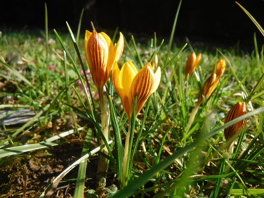 croco, primavera, giallo, fiore, natura, pianta, crescita, fragilità, vulnerabilità, pianta fiorita, bellezza nella natura, freschezza, petalo, avvicinamento, infiorescenza, testa di fiore, campo, terra, nessuno, giorno, erba, all'aperto, iris, 2K