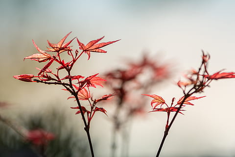 arce, primavera, crecimiento, rojo, contraluz, rama, planta, centrarse en primer plano, belleza en la naturaleza, de cerca, nadie, naturaleza, día, fragilidad, árbol, vulnerabilidad, flor, al aire libre, otoño, cambio, parte de la planta, tranquilidad, enfoque selectivo, 5K, CC0, dominio público, libre de derechos