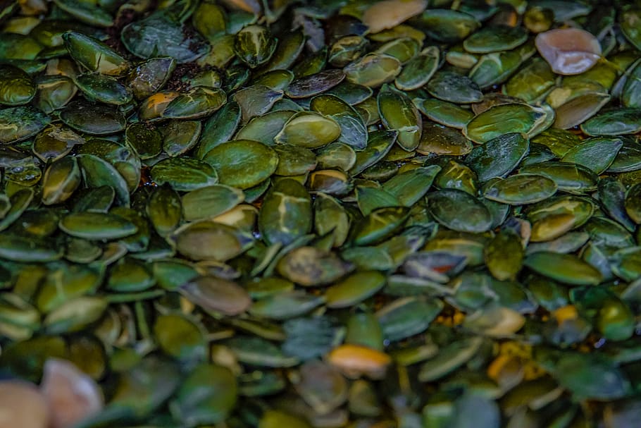 llavors verdes, hong kong, tuen mun, mongeta, vegetals, produir, planta, menjar, flora, herba, vegetació, molsa, sòl, marc complet, color verd, fons, menjar i beguda, alimentació saludable, abundància, primer pla, frescor, benestar, gran grup d'objectes, cap gent, full, dia, naturalesa, part de la planta, enfocament selectiu, creixement, fruita, 5K