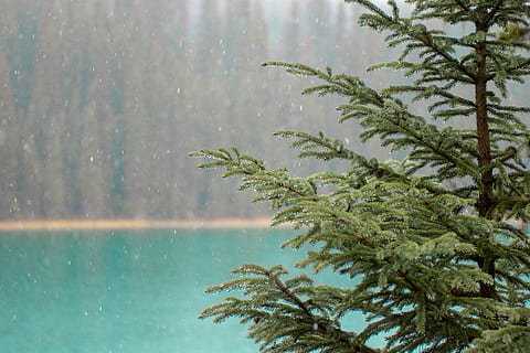 Grün, blätterte, Baum, tagsüber, Pflanze, Nadelbaum, Flora, Smaragdsee, Kanada, abies, Tanne, Fichte, Natur, Landschaft, draußen, grau, Vegetation, Gras, Wasser, keine Leute, Schönheit in der Natur, Wachstum, Tag, Ruhe, See, Reflexion, grüne Farbe, Szenen - Natur, Palme, ruhige Szene, Ufergegend, tropisches Klima, 5K, CC0, gemeinfrei, lizenzfrei