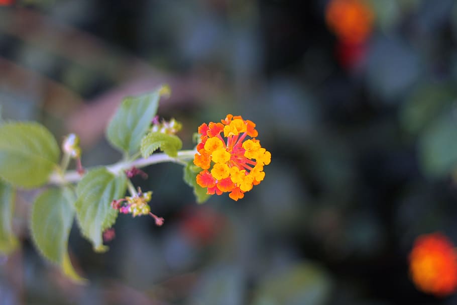 arancia, fiore, pianta fiorita, pianta, bellezza nella natura, crescita, freschezza, vulnerabilità, fragilità, avvicinamento, giallo, giorno, natura, concentrarsi sulle conoscenze acquisite, nessuno, infiorescenza, testa di fiore, petalo, foglia, parte vegetale, messa a fuoco selettiva, all'aperto, lantana, 4K