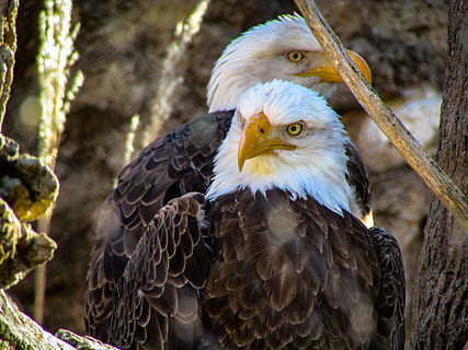 due aquile calve, animale, uccello, temi animali, vertebrato, fauna selvatica, uccello rapace, animali allo stato selvatico, un animale, aquila, concentrarsi sulle conoscenze acquisite, aquila calva, aquila - uccello, giorno, nessuno, avvicinamento, natura, parte del corpo animale, albero, all'aperto, becco, testa di animale, 2K, CC0, dominio pubblico, privo di copyright