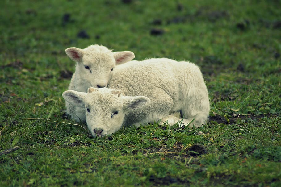 miel, se ghemui, relaxa, mie miercuri, Paști, schäfchen, tineri, drăguţ, dulce, primăvară, animale de copii, împreună, Două, Securitate, animale tinere, somnoros, moțăi, odihnă, mamifer, animal, animale tematice, iarbă, plantă, animale domestice, teren, animale vertebrate, natură, camp, tânăr animal, animale sălbatice, grup de animale, nici o persoana, intern, animale în sălbăticie, zi, animale de companie, șeptel, în aer liber, familie de animale, 5K