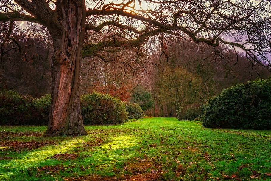 sol, retroiluminació, bosc, naturalesa, paisatge, arbre, tardor, branca, brillant, somiador, bosc de tardor, prat, parc, parc del castell, mantingut, herba, potent, planta, tranquil·litat, escena tranquil·la, bellesa a la natura, tronc de l'arbre, tronc, creixement, terra, escenics - natura, cap gent, color verd, dia, escena no urbana, camp, a l'aire lliure, canvi, 5K