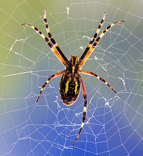 macro, insecte, aranya, teranyina, aràcnids, invertebrat, temes d'animals, artròpode, fragilitat, animal, primer pla, un animal, fauna animal, animals a la natura, centrar-se en primer pla, vulnerabilitat, cap gent, naturalesa, part del cos dels animals, supervivència, cames d’animal, a l'aire lliure, complexitat, web, 1080P, CC0, domini públic, lliure de regalies