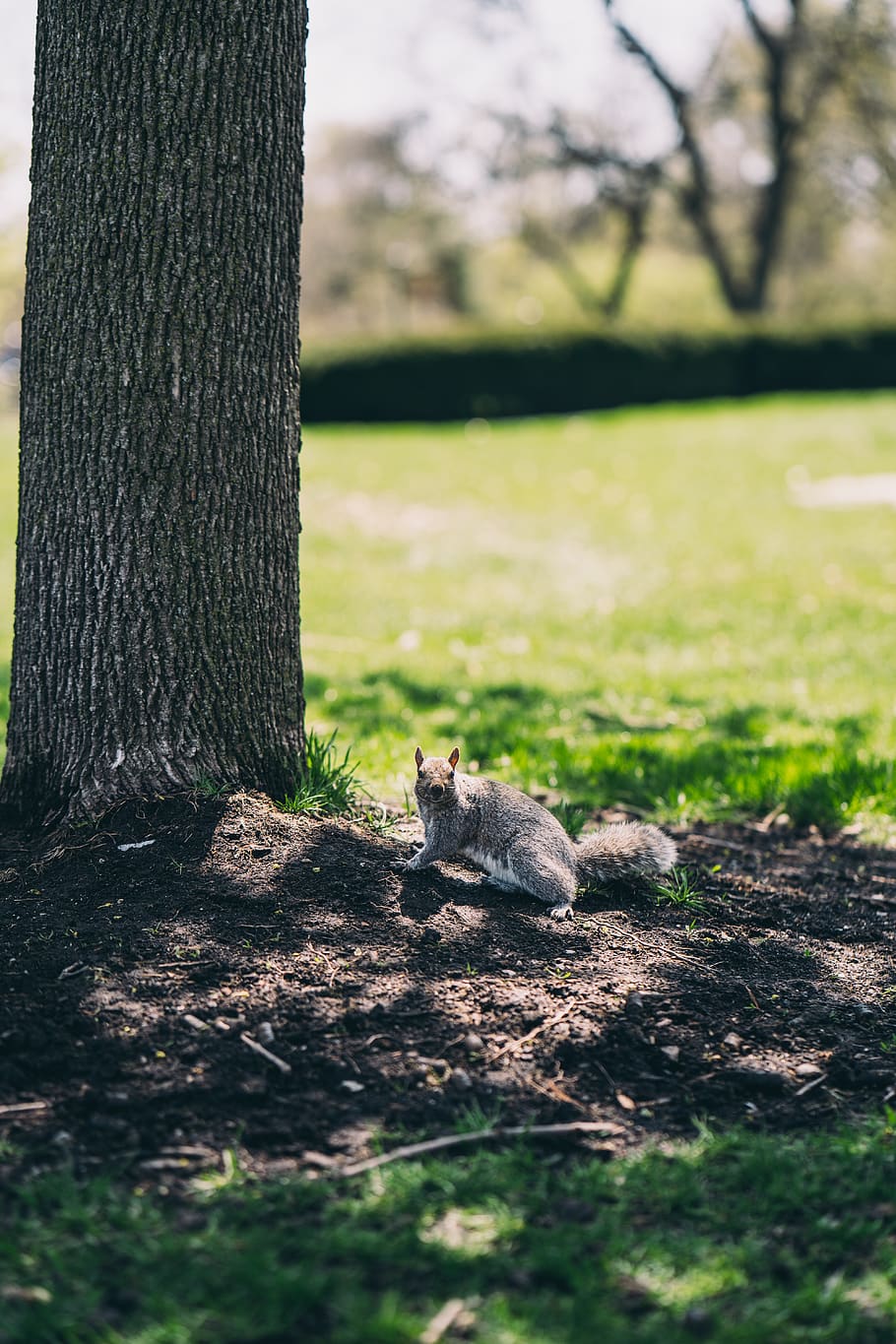 esquirol negre, animal, fotografia animal, bonic, pell, mamífer, rosegador, esquirol, planta, arbre, temes d'animals, un animal, naturalesa, tronc de l'arbre, tronc, cap gent, mascotes, camp, nacional, terra, vertebrats, animals domèstics, herba, dia, gat, a l'aire lliure, escorça, 5K
