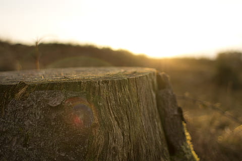 tree, stump, sunrays, sunlight, bark, wood - material, close-up, focus on foreground, nature, sky, no people, plant, land, fence, outdoors, boundary, day, barrier, field, landscape, sunset, selective focus, protection, wooden post, lens flare, 4K, CC0, public domain, royalty free