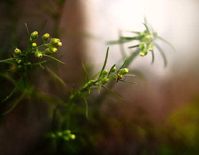 India, Coimbatore, plantă, Culoarea verde, parte a plantelor, creştere, a închide, frunze, natură, selectiv, nici o persoana, frumusețe în natură, să se concentreze asupra primelor elemente, în aer liber, zi, prospeţime, începuturi, plante stem, floare, mancare si bautura, alimente, iarbă, mic, 4K, CC0, domeniu public, fără drepturi de autor