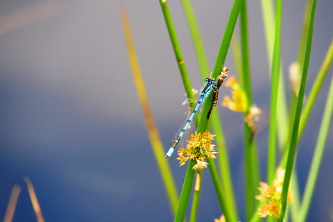 libélula, insecto, planta, animales en la naturaleza, fauna animal, animal, de cerca, temas de animales, invertebrado, un animal, crecimiento, naturaleza, color verde, belleza en la naturaleza, nadie, día, enfoque selectivo, flor, frescura, planta floreciendo, centrarse en primer plano, brizna de hierba, 4K, CC0, dominio público, libre de derechos