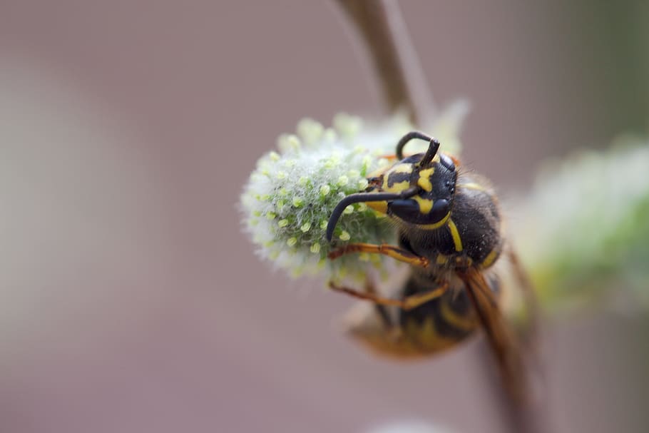 vosa, létat, abstraktní, Pozadí, pampeliška, makro, rostlina, měkký, detailní, detail, bílý, softfocus, Příroda, delikátní, zvířat, zvíře, jednoho zvířete, hmyz, bezobratlý, zvířata ve volné přírodě, nikdo, část těla zvířete, selektivní zaměření, den, venku, zaměřit se na popředí, krása v přírodě, květ, extrémní detail, zvířecí oko, opylování, 5K