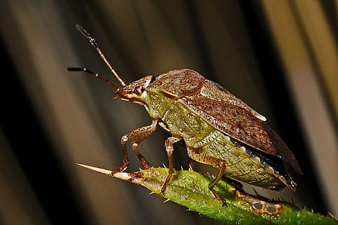 insecte de fulla verda, error, primer pla, insecte, macro, naturalesa, temes d'animals, animal, fauna animal, un animal, animals a la natura, cap gent, invertebrat, vista lateral, centrar-se en primer pla, vertebrats, dia, rèptil, a l'aire lliure, marró, amfibi, enfocament selectiu, 1080P, CC0, domini públic, lliure de regalies