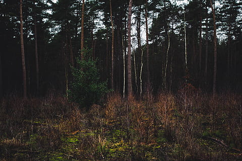 arbres verds, arbre, planta, naturalesa, bosc, vegetació, sequoia, tronc de l'arbre, pi, llum solar, boira, a l'aire lliure, terra, verd, abies, avet, fusta, arbreda, inundació, tranquil·litat, creixement, bellesa a la natura, escena tranquil·la, tronc, cap gent, herba, dia, escenics - natura, escena no urbana, remot, paisatge, 4K, CC0, domini públic, lliure de regalies