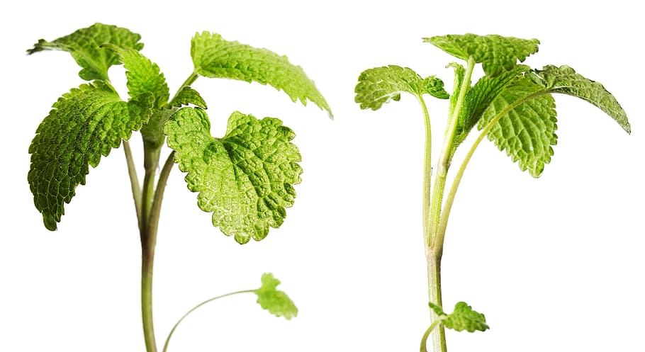 afdeling, træ, blad, grøn, hvid, plante, isolerede, vækst, natur, forår, Kvist, knop, spirende, blomstre, spire, ny, stilk, tæt på, lille, spray, løv, Brun, sæson-, botanisk, voksende, burst, flor, skyde, Kirsebærtræ, vegetation, makro, sæson, flora, kirsebær, ung, have, løvet, urt, frisk, detalje, delikat, friskhed, mad og drikke, grøn farve, hvid baggrund, skåret ud, mad, studio skud, plante del, grøntsag, indendørs, sund kost, velvære, urtemedicin, medicin, sund livsstil, ingen mennesker, organisk, mynteblad - kulinarisk, Vegetarmad, 4K