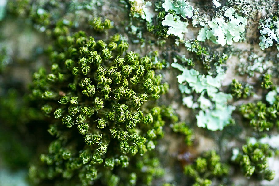 natur, alger, træ, plante, grøn farve, friskhed, skønhed i naturen, mad og drikke, mad, vækst, selektiv fokusering, tæt på, baggrunde, ingen mennesker, blomst, blad, plante del, persille, urt, fuld ramme, grøntsag, udendørs, havearbejde, 2K