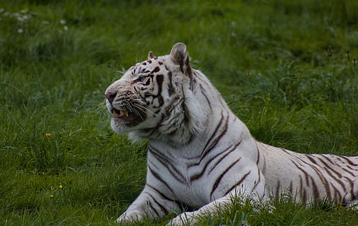 tigre, animal, thèmes animaux, un animal, félin, la faune des animaux, herbe, animaux à l'état sauvage, mammifère, chat, gros chat, champ, terre, relaxation, plante, la nature, tigre blanc, vertébré, couleur verte, personne, en plein air, moustache, bouche ouverte, tête d'animal, 4K, CC0, domaine public, libre de droits