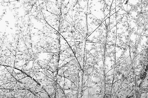 Baum, Kirsche, Vogel, Pflanze, Flachwinkelansicht, keine Leute, Ast, Natur, Schönheit in der Natur, Tag, Ruhe, Himmel, Wachstum, draußen, kahler Baum, Hintergründe, Blume, Vollbild, Winter, Szenen - Natur, klarer Himmel, Baumkrone, Kirschblüte, 1080P, CC0, gemeinfrei, lizenzfrei