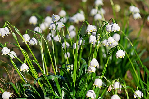 fiocco di neve, fiore, fioritura, primavera, pianta, amaryllidaceae, zwiebel pflanze, campana, bianca, fiore primaverile, bellissimo, fiore della foresta, foresta, natura, pianta fiorita, bellezza nella natura, crescita, vulnerabilità, fragilità, freschezza, Colore bianco, petalo, testa di fiore, avvicinamento, colore verde, infiorescenza, bucaneve, concentrarsi sulle conoscenze acquisite, giorno, nessuno, campo, all'aperto, 4K, CC0, dominio pubblico, privo di copyright
