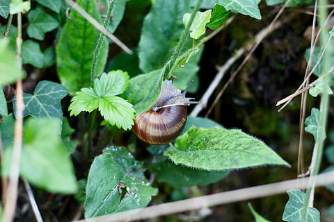 Caracol, Concha, verde, animais selvagens, folha, invertebrado, animal, parte da planta, temas animais, molusco, animais em estado selvagem, gastrópode, plantar, cor verde, um animal, fechar-se, inseto, crescimento, natureza, ninguém, concha animal, ao ar livre, rastejando, pequeno, sai, 4K, CC0, domínio público, royalty free