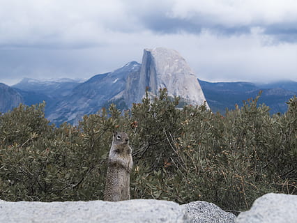 esquilo cinzento, mamífero, animal, esquilo, roedor, montanha, ao ar livre, Alpes, natureza, Estados Unidos, Parque Nacional de Yosemite, coiote, canino, cadeia de montanhas, crista, animais selvagens, veado, plantar, flora, temas animais, um animal, temperatura fria, neve, inverno, beleza na natureza, vertebrado, céu, dia, scenics - natureza, meio Ambiente, ninguém, nuvem - céu, montanha coberta de neve, formação, 4K, CC0, domínio público, royalty free