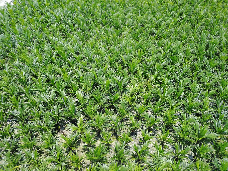 plantes verdes, camp, planta, Malàisia, bidor, 321, verd, cultiu, full, flora, agricultura, créixer, brillant, falguera, arbust, vegetació, herba, arbre, conífera, arecaceae, Palmera, color verd, creixement, marc complet, terra, fons, naturalesa, bellesa a la natura, cap gent, dia, a l'aire lliure, abundància, exuberant fullatge, fullatge, vista d’angle alt, paisatge, plantació, 4K