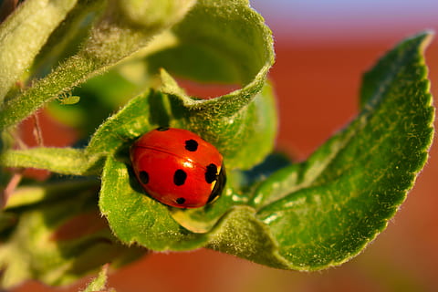 coccinella, afide, macro, insetto, insetti, afidi, colorato, avvicinamento, scarafaggio, temi animali, foglia, parte vegetale, un animale, pianta, fauna selvatica, animale, invertebrato, rosso, colore verde, animali allo stato selvatico, concentrarsi sulle conoscenze acquisite, natura, nessuno, messa a fuoco selettiva, fiore, all'aperto, piccolo, 4K, CC0, dominio pubblico, privo di copyright