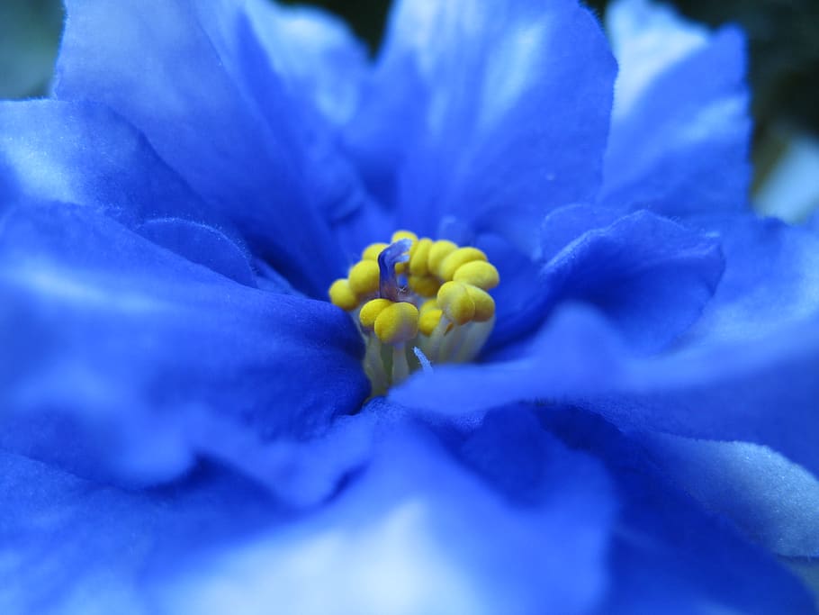 fiore, blu, macro, pianta fiorita, freschezza, bellezza nella natura, pianta, fragilità, vulnerabilità, avvicinamento, petalo, infiorescenza, testa di fiore, natura, crescita, messa a fuoco selettiva, primo piano estremo, nessuno, all'aperto, primavera, viola, morbidezza, purezza, 2K
