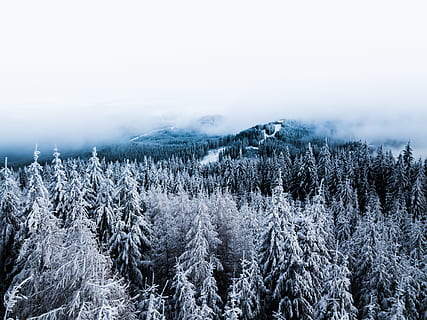 zăpadă acoperită cu zăpadă, temperatura rece, iarnă, plantă, zăpadă, liniște, copac, o scenă liniștită, frumusețe în natură, scenice - natura, cer, mediu inconjurator, natură, nici o persoana, scenă non-urbană, îngheţat, ceaţă, peisaj, teren, Munte, Brad, conifer, pădure, în aer liber, copac vesnic verde, pini de pădure, 4K, CC0, domeniu public, fără drepturi de autor