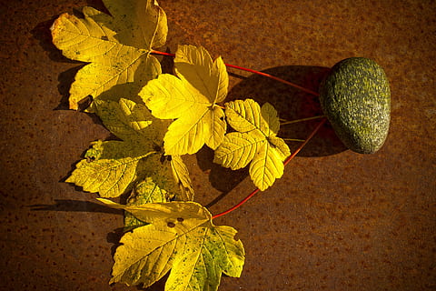 tardor, full, maple, arbre, bosc, groc, verd, assolellat, estructura, pedra, part de la planta, primer pla, naturalesa, planta, cap gent, color verd, fragilitat, taula, dia, vulnerabilitat, flor, a l'aire lliure, vista d’angle alt, tija de la planta, frescor, creixement, ombra, fulles, canvi, 5K, CC0, domini públic, lliure de regalies