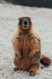 esquirol de peu, animal, vida salvatge, meerkat, mamífer, Parc Nacional de Yosemite, Estats Units, marmota, naturalesa, granit, pell, cara, retrat, a l'aire lliure, la pota, pelut, primer pla, bosc, amic, salvatge, fauna animal, un animal, animals a la natura, cap gent, assegut, centrar-se en primer pla, longitud completa, mirant la càmera, vertebrats, dia, pèl d’animals, de peu, vista frontal, cabell, 5K, CC0, domini públic, lliure de regalies