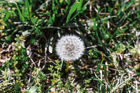 weißer Löwenzahn, Pflanze, Blume, blühen, Löwenzahn, Pilz, Vegetation, Blütenblatt, Krug, Gras, Topfpflanze, Kräuter, Vase, Kräuter-, Keramik, Pflanzer, Asteraceae, Rock, Sommer-, Fingerhut, Pollen, Frische, Wachstum, Zerbrechlichkeit, Nahansicht, blühende Pflanze, Verletzlichkeit, Schönheit in der Natur, Feld, Natur, Tag, Land, Blütenstand, Fokus auf den Vordergrund, Blütenkopf, keine Leute, weiße Farbe, Weichheit, draußen, Löwenzahnsamen, Frühling, 5K, CC0, gemeinfrei, lizenzfrei
