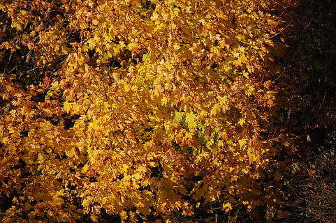planta, hoja, arce, árbol, naturaleza, bosque, otoño, hojas, hojas de arce, hoja de arce, vegetación, arbusto, jugar, suelo, arboleda, al aire libre, tierra, asfalto, pista, cambio, fotograma completo, crecimiento, nadie, belleza en la naturaleza, día, amarillo, antecedentes, parte de la planta, vista de alto ángulo, tranquilidad, abundancia, vulnerabilidad, condición natural, 2K, CC0, dominio público, libre de derechos
