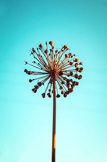 blomst, blå, himmel, skyfri himmel, lav vinkel visning, natur, ingen mennesker, dag, udendørs, kopiere plads, høj - høj, kunstkultur og underholdning, forlystelsespark tur, plante, forlystelsespark, Palme træ, skønhed i naturen, metal, belysningsudstyr, kæde swing ride, pol, blå baggrund, 5K, CC0, offentligt domæne, royaltyfrie