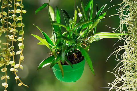 arbre, verd, planta, color verd, creixement, part de la planta, full, naturalesa, cap gent, primer pla, bellesa a la natura, centrar-se en primer pla, dia, fauna animal, animals a la natura, a l'aire lliure, temes d'animals, planta en test, animal, frescor, un animal, invertebrat, planta d'interior, 5K, CC0, domini públic, lliure de regalies