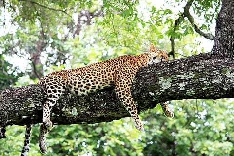 leopard, hvilende, træ gren, træ, dyre temaer, dyreliv, dyr, stor kat, pattedyr, feline, dyr i naturen, kat, et dyr, plante, afdeling, safari, carnivora, bagagerum, træstamme, natur, lempelse, ingen mennesker, udendørs, gepard, undomesticated cat, 4K, CC0, offentligt domæne, royaltyfrie