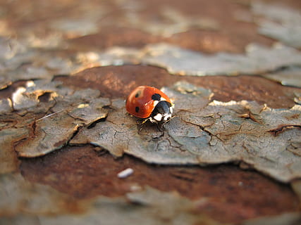 insecte, escarabat, marieta, un animal, cap gent, primer pla, enfocament selectiu, temes d'animals, animal, fauna animal, animals a la natura, invertebrat, naturalesa, dia, a l'aire lliure, sec, bolets, full, part de la planta, material de fusta, petit, 2K, CC0, domini públic, lliure de regalies