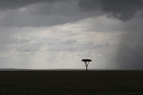Baum, Mitte, Feld, genommen, Weiß, Wolken, Digital, Tapete, Savanne, einfach, Himmel, Wolke, Horizont, silhoutte, dunkel, Natur, Landschaft, einsam, isoliert, Solo, wild, szenen, Afrika, draußen, wolke - himmel, ländliche Szene, keine Leute, Gras, Horizont über Land, Schönheit in der Natur, trocken, Einsamkeit, Blau, Landwirtschaft, Wiese, 2K, CC0, gemeinfrei, lizenzfrei