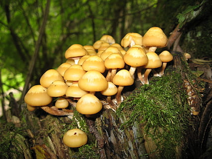 brown mushrooms, forest, mushrooms, toadstools, food, tree, plant, food and drink, nature, no people, growth, yellow, mushroom, fungus, vegetable, healthy eating, freshness, wellbeing, fruit, land, day, close-up, outdoors, toadstool, 2K, CC0, public domain, royalty free