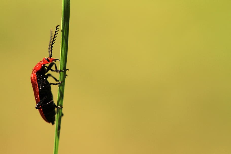 escarabat, insecte, primer pla, halm, fulla d'herba, stengel, planta, invertebrat, animals a la natura, temes d'animals, un animal, fauna animal, animal, còpia espai, naturalesa, color verd, vermell, cap gent, dia, a l'aire lliure, zoologia, centrar-se en primer pla, 2K