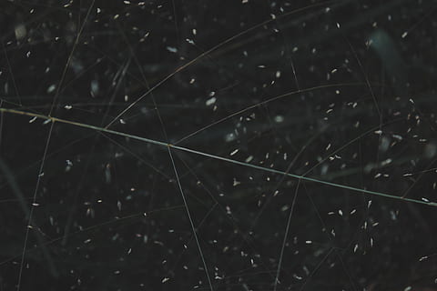foglia verde, astronomia, natura, spazio, universo, all'aperto, ragnatela, notte, cometa, triangolo, cielo stellato, gocciolina, sfera, pianeta, luce, torneo irreale, grigio, frattale, modello, ornamento, pianta, nessuno, avvicinamento, far cadere, messa a fuoco selettiva, fragilità, crescita, concentrarsi sulle conoscenze acquisite, vulnerabilità, acqua, bellezza nella natura, bagnato, la tranquillità, giorno, erba, sfondi, complessità, pioggia, filo d'erba, purezza, rugiada, goccia di pioggia, 5K, CC0, dominio pubblico, privo di copyright