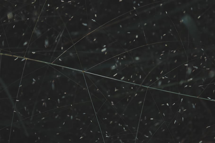 fulla verda, astronomia, naturalesa, espai, univers, espai exterior, a l'aire lliure, teranyina, nit, cometa, triangle, cel estrellat, gota, esfera, planeta, llum, torneig irreal, gris, fractal, patró, ornament, planta, cap gent, primer pla, tirar, enfocament selectiu, fragilitat, creixement, centrar-se en primer pla, vulnerabilitat, aigua, bellesa a la natura, humit, tranquil·litat, dia, herba, fons, complexitat, pluja, fulla d'herba, puresa, rosada, gota de pluja, 5K